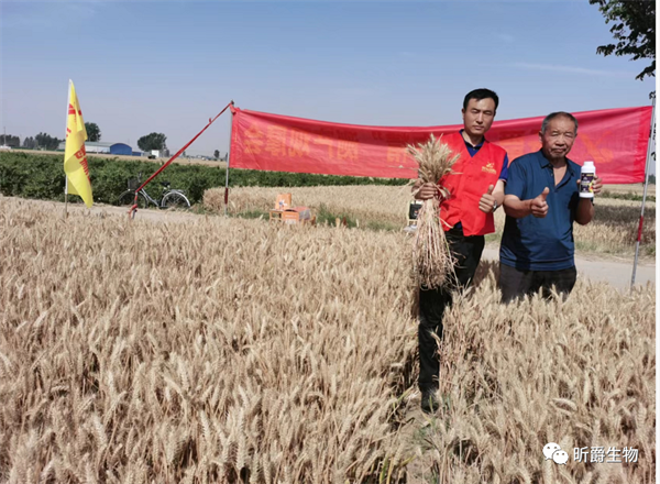 小麦备肥季，如何施肥实现&ldquo;减量增收&rdquo;？昕爵告诉你！