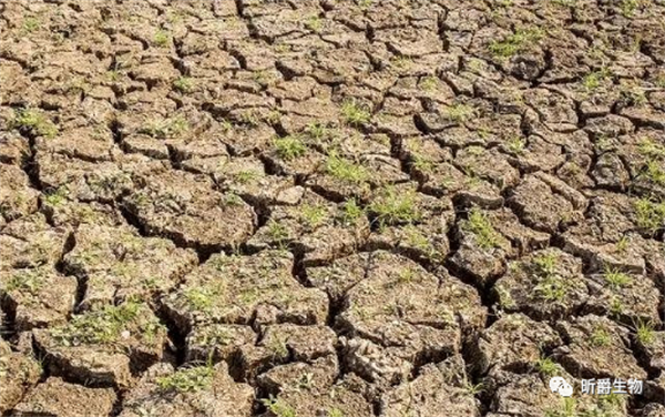 土壤板结怎么办？昕爵盐碱改良剂来了！