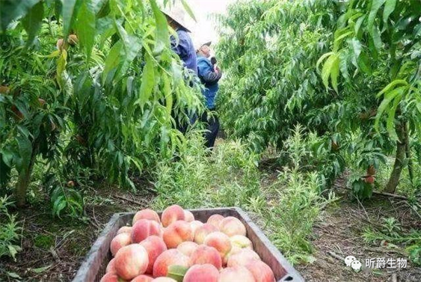 露地桃树如何正确清园