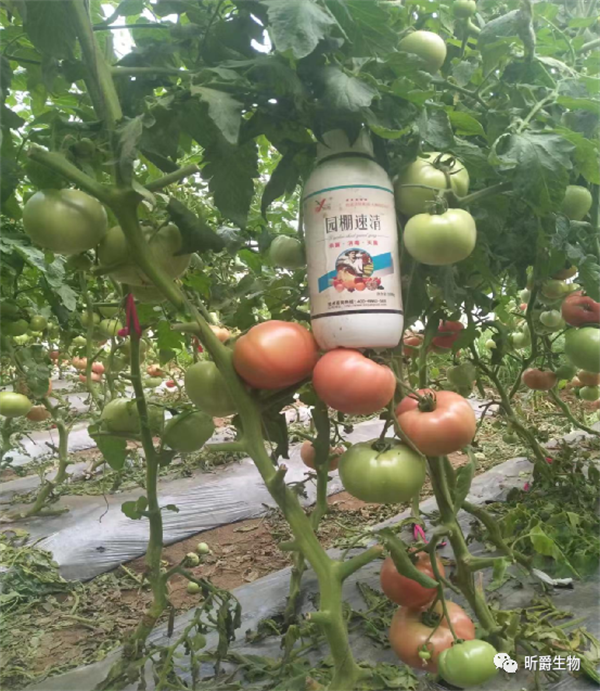 昕爵大棚清园剂