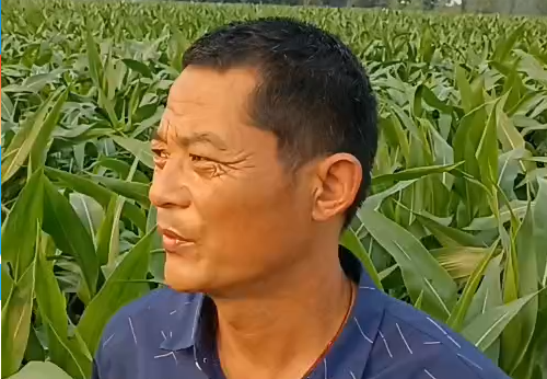 玉米叶发黄，使用淝力精后叶片又绿又厚