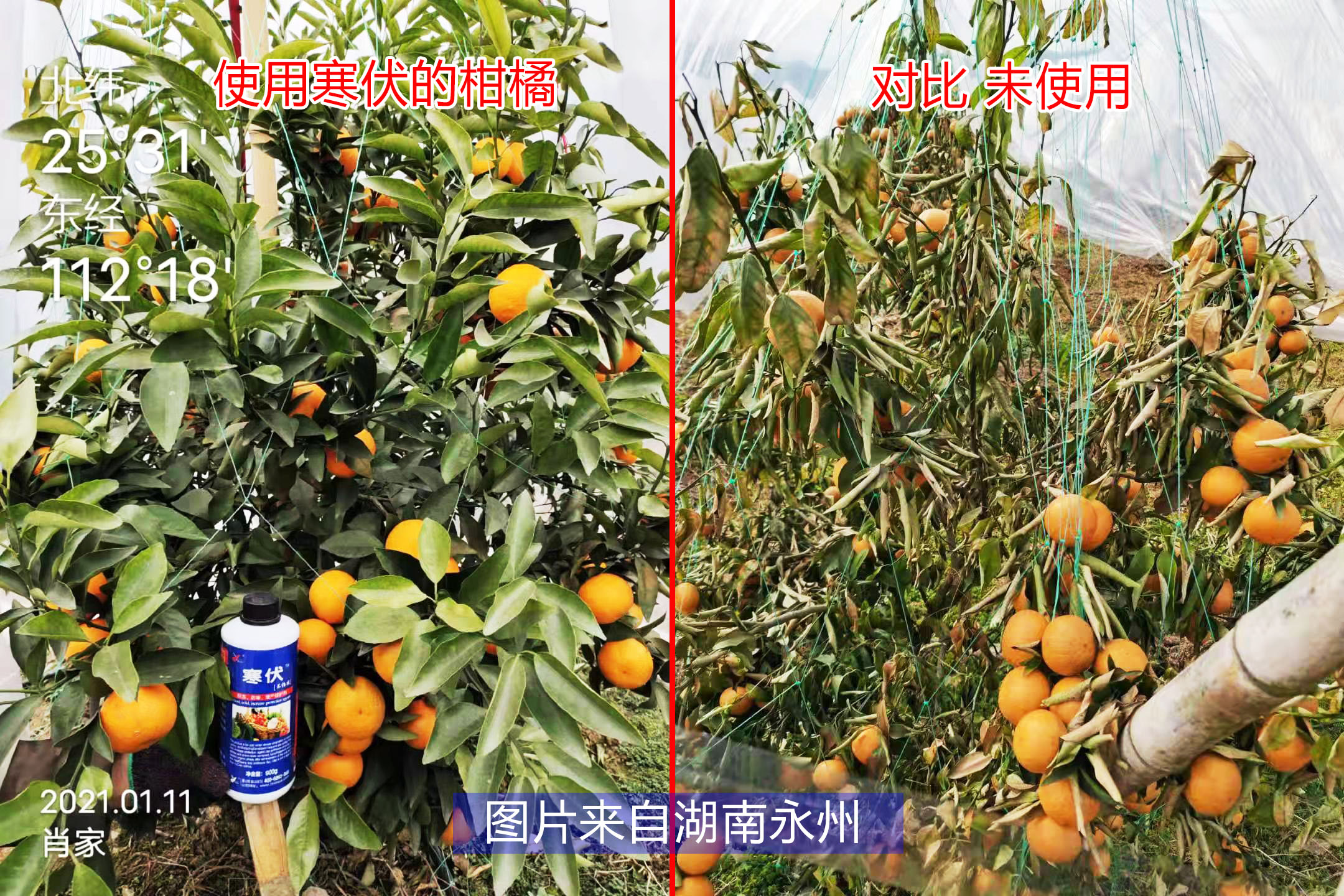 柑橘使用寒伏对比