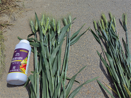 小麦灌浆期决定产量高低，使用抗旱的复合肥淝力精，亩产高达千斤。