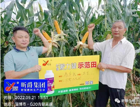 玉米产量提高施肥技术要点，想产量提高别再施传统尿素了，试试新型液态复合肥淝力精！