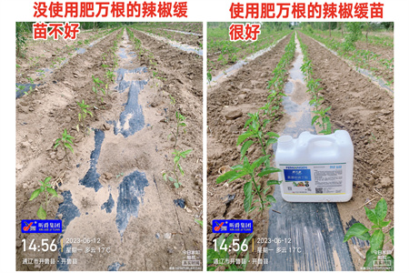 网购生根肥你是不是也踩过这样的坑？