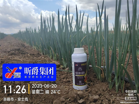 正确合理施用液态复合肥，防治夏季高温高湿引起的青枯病