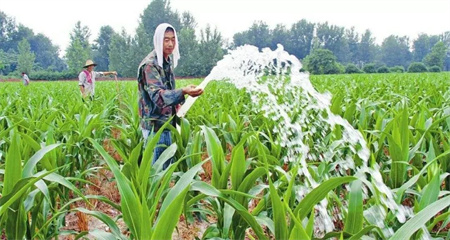 玉米大喇叭口期如何促进产量提高？