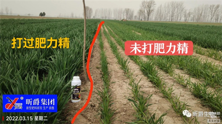 叶面追肥新产品淝力精