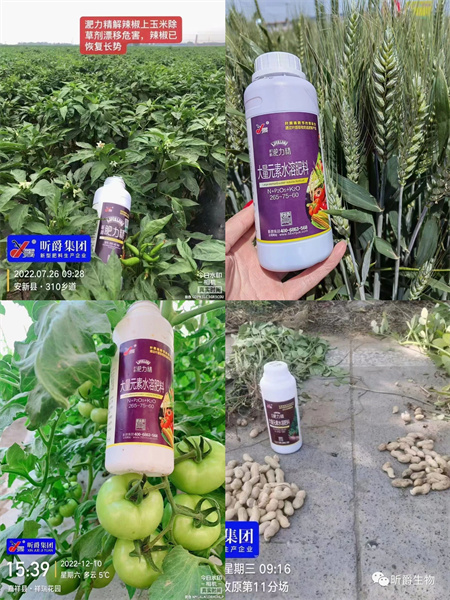  液态复合肥厂家昕爵集团研发的叶面追肥新产品淝力精深受运城农民朋友喜爱