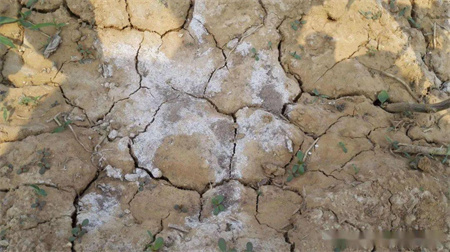 不要再以大量投入化肥来支撑亩产了！快用液态复合肥厂家昕爵集团研制的追肥产品淝力精