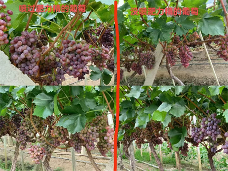 叶面追肥就用新型液肥淝力精