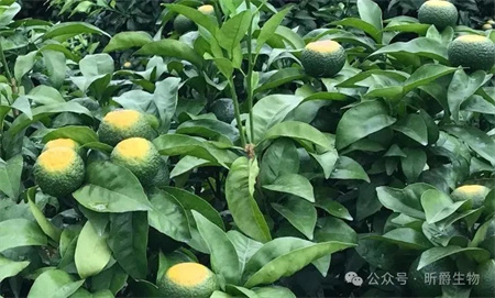 高温日灼病不用慌！植物的&ldquo;防晒霜&rdquo;&mdash;&mdash;昕爵降温防晒剂