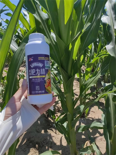 40&deg;C高温天，玉米不出苗怎么办？