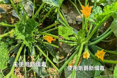 作物病毒病有救了，昕爵微量元素新缉&middot;毒即预防又治疗