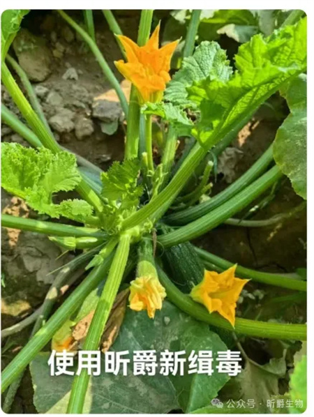 昕爵新缉▪毒针对农作物病毒病效果怎么样？