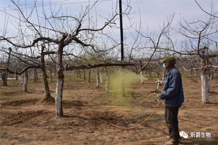 今年清园就用昕爵清园剂园棚速清代替石硫合剂