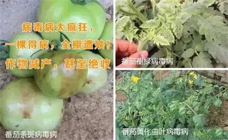 植物病毒病难治？快试试昕爵新缉&middot;毒
