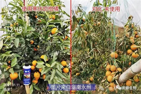昕爵植物防冻剂寒伏，给植物穿上&ldquo;棉袄&rdquo;