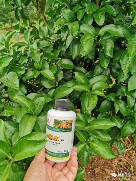 作物腐烂、溃疡病，试试昕爵逆生4号