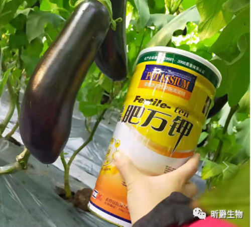 作物苗黄苗弱怎么办？当然是选肥万钾冲施滴灌精