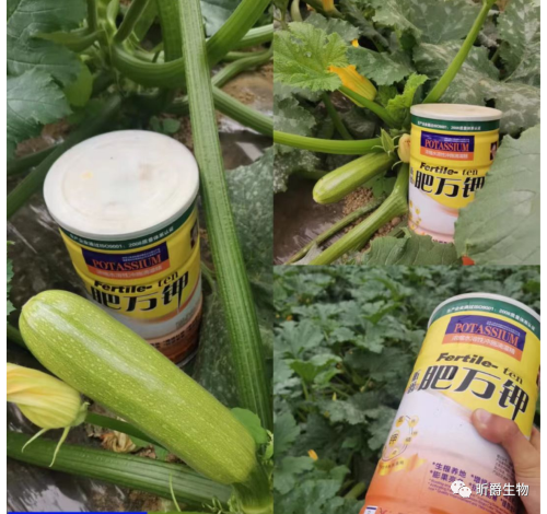 不坐果、膨果慢、长势不好，就用昕爵肥万钾冲施滴灌精