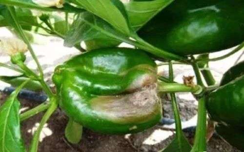 昕爵辣椒病害以及防治用药管理方案