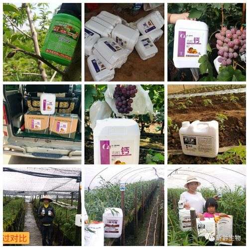 农作物缺钙怎么办？当然是用昕爵有机钙