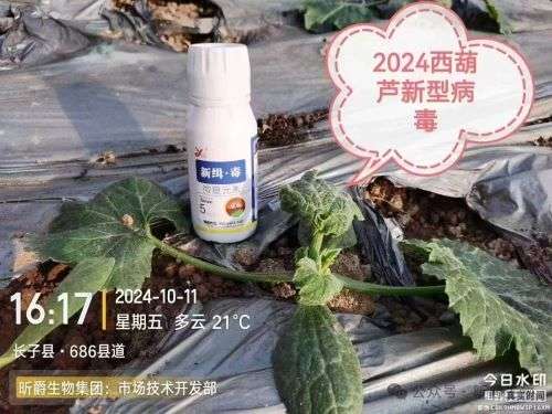 高温极易引来作物病毒病爆发，用昕爵新缉&middot;毒做好防治