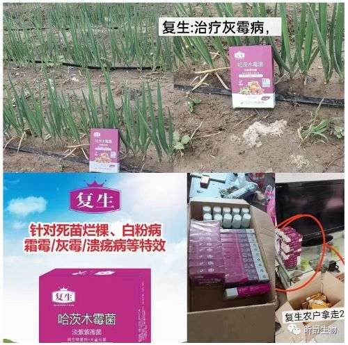 农作物死苗烂根，就用昕爵微生物菌剂复生