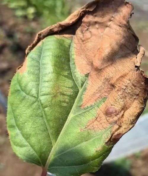 农作物高温日灼病就用昕爵降温防晒剂