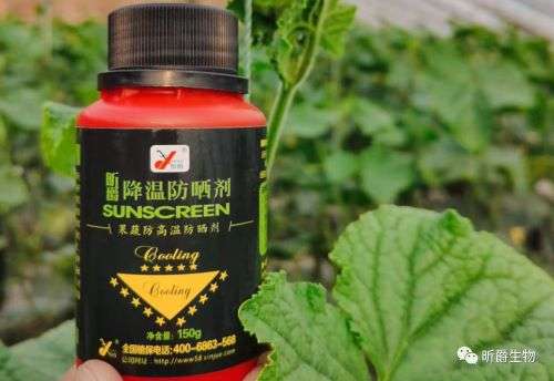 高温造成作物日灼病，快用昕爵降温防晒剂
