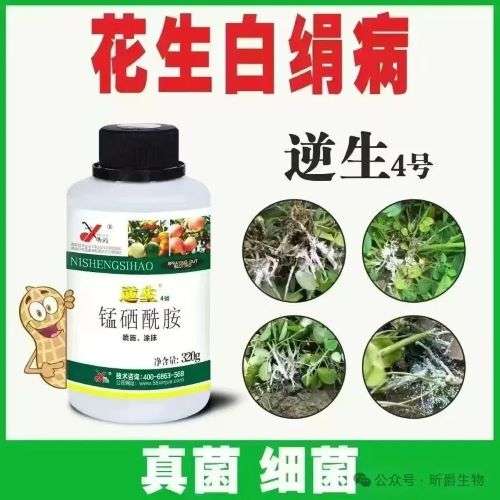 防治花生白绢病，就用昕爵逆生4号