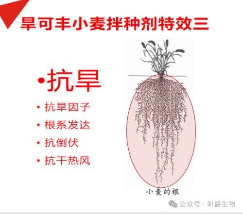 昕爵第四代营养型小麦拌种剂优惠进行时