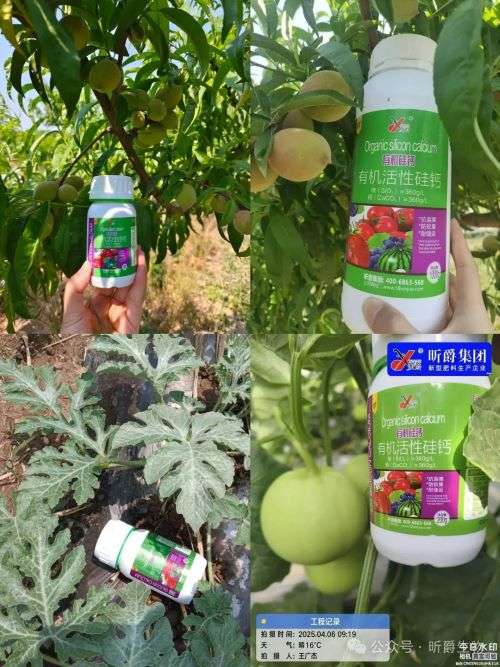 硅钙复配不再难，软果裂果就用它