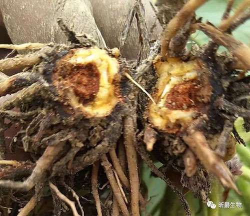 草莓根腐病防治难？水溶肥厂家昕爵有办法