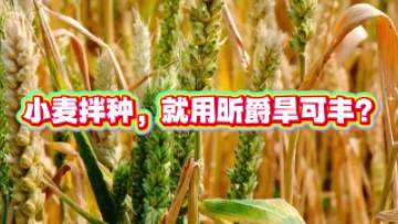小麦拌种？当然是用新型小麦拌种剂旱可丰