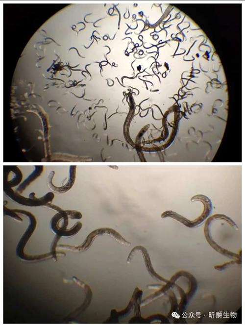 根结线虫杀不死？试试昕爵巴线杀