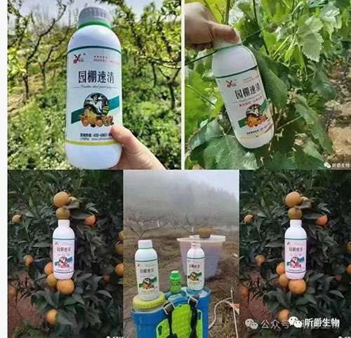 果树在这三个时间一定要用园棚速清清园