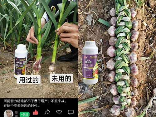 昕爵大蒜增产管理方案