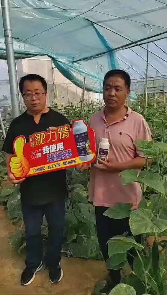 翡利晶黄瓜使用市场案例