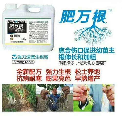 作物根系不好，就用昕爵生根肥肥万根